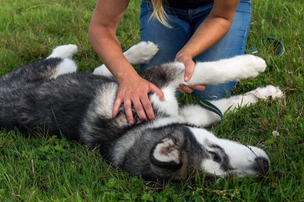 manipulation osteopathe canin