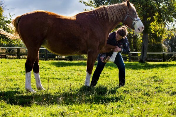 manipulation osteopathe equin
