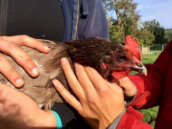 osteopathe poule