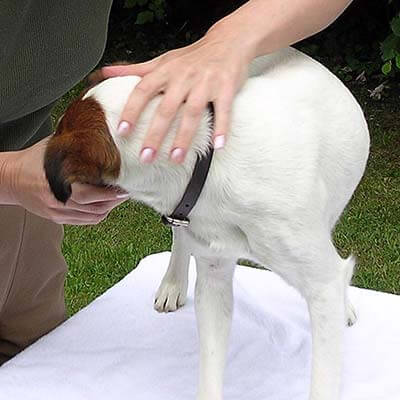 Cours pratique d'ostéopathie canine