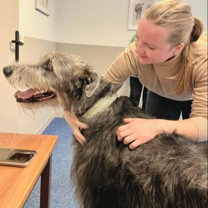 participe aussi à la prise en charge des animaux âgés et au suivi post opératoire