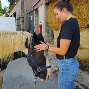 L'ostéopathe équin intervient sur les dysfonctions des chevaux