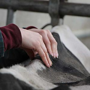 BOOST, le 1er programme de recherche mondial en ostéopathie animale